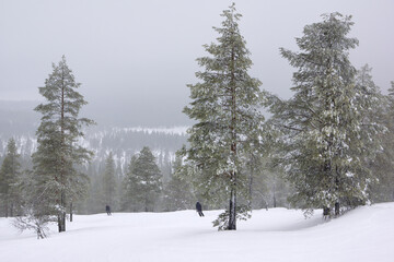  Freeride skier charging down through the forest in Idre - Sweden