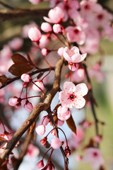 branch of plum blossoms with pink flowers