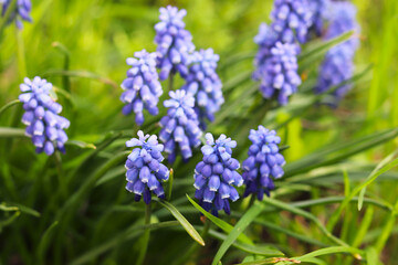 spring blue hyacinths in green grass