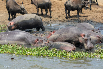 hippopotamus in the water