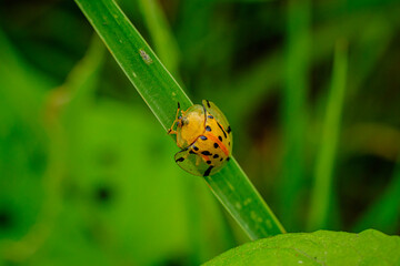 portrait of a yellow beetle clinging to green leaves 