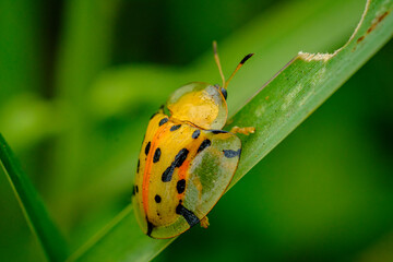 portrait of a yellow beetle clinging to green leaves 
