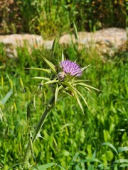 flower in the grass