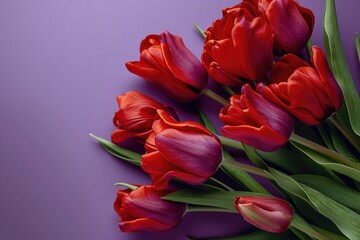 Vibrant Red Tulips in Purple Paper with Copy Space, Nature-inspired Illustration