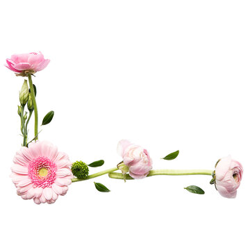 An unique concept of peonies and daisies isolated on plain background , very suitable to use in mostly garden project.