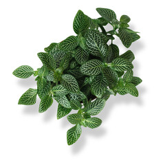 An unique concept of fittonia verschaffeltii leafs isolated on plain background , very suitable to use in mostly garden project.
