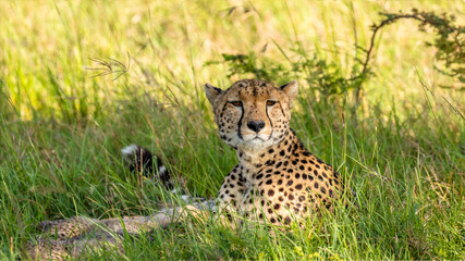 A female cheetah ( Acinonyx Jubatus) enjoying the golden light of the morning sun, Olare Motorogi Conservancy, Kenya.