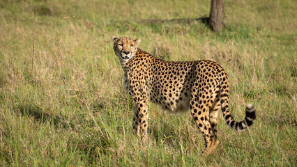 A female cheetah ( Acinonyx Jubatus) wondering around, Olare Motorogi Conservancy, Kenya.