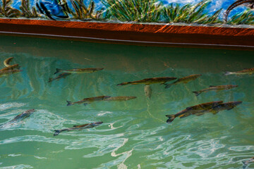 Obraz premium Rhine Falls, Schaffhausen, Switzerland