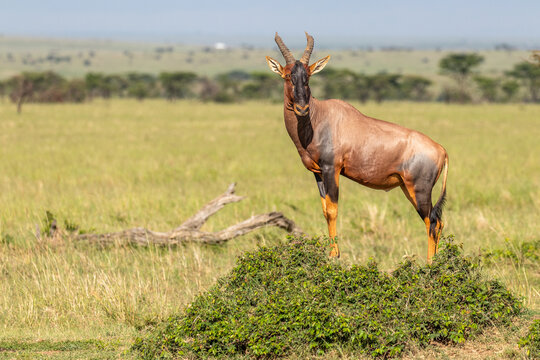 Male topi ( Damaliscus lunatus jimela) on a mound, Olare Motorogi Conservancy, Kenya.