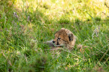 A cheetah cub ( Acinonyx Jubatus) enjoying the golden light of the morning sun, Olare Motorogi Conservancy, Kenya.