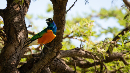 The superb starling (Lamprotornis superbus) is a member of the starling family of birds. It was formerly known as Spreo superbus, Olare Motorogi Conservancy, Kenya.