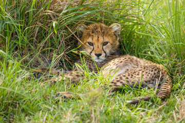 A cheetah cub ( Acinonyx Jubatus) enjoying the golden light of the morning sun, Olare Motorogi Conservancy, Kenya.