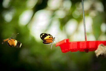 mariposa volando sobre un comedero con néctar para alimentarse en un jardín