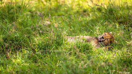 Naklejka na ściany i meble A cheetah cub ( Acinonyx Jubatus) enjoying the golden light of the morning sun, Olare Motorogi Conservancy, Kenya.
