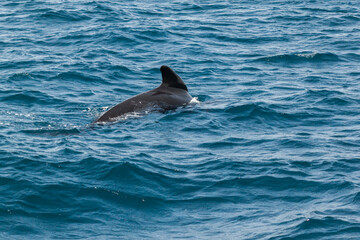 dorso con aleta de un calderón , o ballena piloto,  nadando sobre la superficie del mar 
