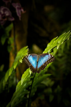 mariposa morpho azul con grandes alas azules desplegadas sobre una gran hoja verde en un jard&iacute;n