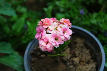 Kalanchoe blossfeldiana is an herbaceous and widely cultivated houseplant of the genus Kalanchoe,...