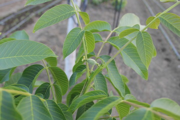 Small walnut tree in the garden. horticulture