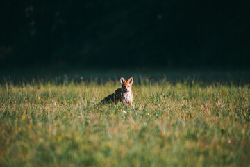 A small brown and white fox is sitting in a grassy field.