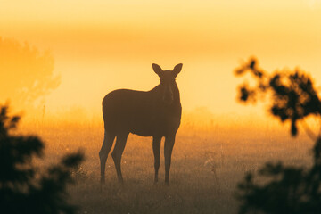 Bull Moose in silhouette at sunrise