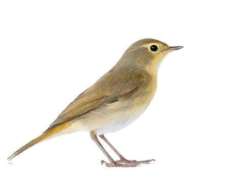 zilpzalp vogel stehend isoliert auf wei&szlig;en Hintergrund, Freisteller