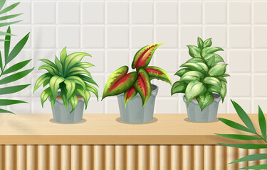 Three potted plants are placed on a wooden board against a white wall.