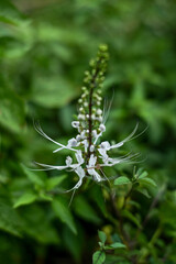 Orthosiphon aristatus or known as cat's whiskers