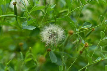 Natural background of Bolivian coriander in the garden