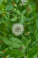 Natural background of Bolivian coriander in the garden