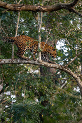 Indian Leopard - Panthera pardus fusca, beautiful iconic wild cat from South Asian forests and woodlands, Nagarahole Tiger Reserve, India. - 754815804