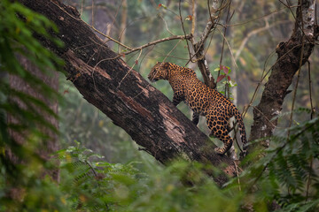 Indian Leopard - Panthera pardus fusca, beautiful iconic wild cat from South Asian forests and woodlands, Nagarahole Tiger Reserve, India. - 754815886