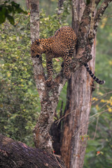 Indian Leopard - Panthera pardus fusca, beautiful iconic wild cat from South Asian forests and woodlands, Nagarahole Tiger Reserve, India. - 754816060