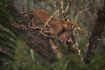 Indian Leopard - Panthera pardus fusca, beautiful iconic wild cat from South Asian forests and woodlands, Nagarahole Tiger Reserve, India. - 754816062