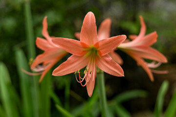 Hippeastrum striatum, or striped Barbados lily in the garden