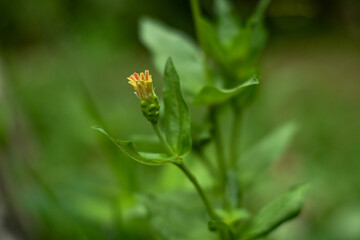 Zinnia elegans in the garden. Zinnia elegans is an annual flowering plant