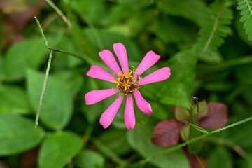 Zinnia elegans in the garden. Zinnia elegans is an annual flowering plant