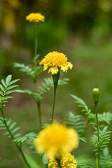 Yellow flowers in the garden. Marigold flowers or with the scientific name Tagetes erecta