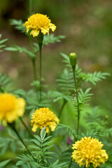 Yellow flowers in the garden. Marigold flowers or with the scientific name Tagetes erecta