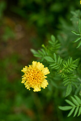 Yellow flowers in the garden. Marigold flowers or with the scientific name Tagetes erecta