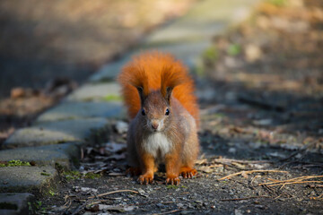 Squirrel with impressive fluffy ear tuffs
