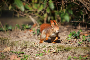 Squirrel on the jump