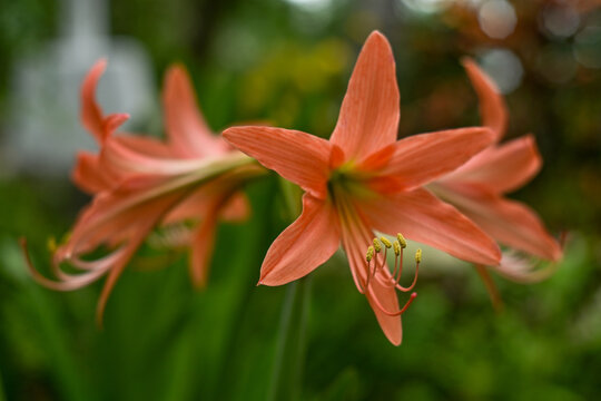 Hippeastrum striatum, or striped Barbados lily in the garden