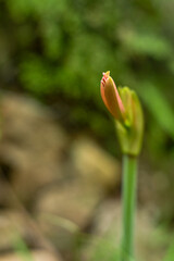 Hippeastrum striatum, or striped Barbados lily in the garden