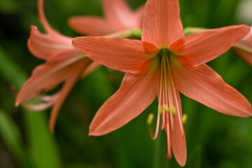 Hippeastrum striatum, or striped Barbados lily in the garden