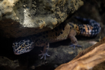 lizard on a stone