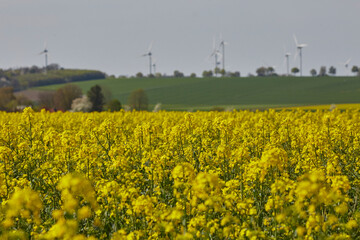 Rapsfeld in der Soester Börde, Kreis Soest, 2023