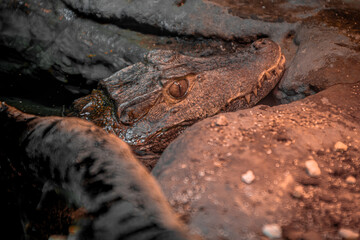 Crocodile in the zoo