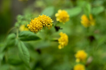 Yellow flowers in the garden. Marigold flowers or with the scientific name Tagetes erecta