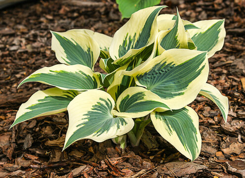 Hosta (funkia) bylina o ozdobnych liściach, odmiana Firn Line